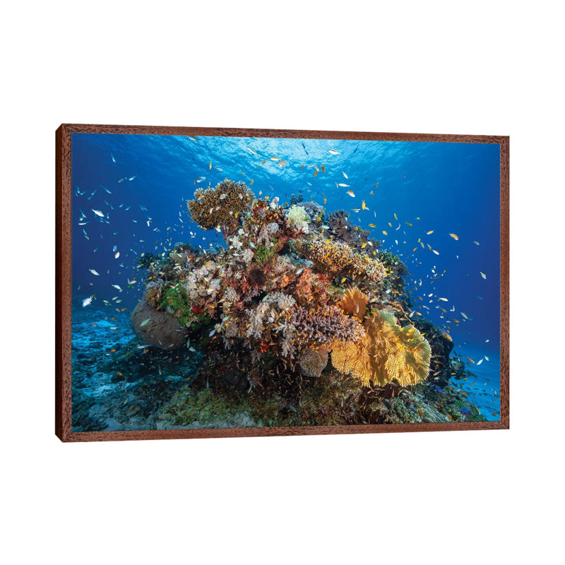 Underwater Biodiversity 1 Piece Wall Art on Canvas, 66.04cm H x 101.6cm W x 3.81cm D, Classic Brown Wood Framed