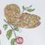 Baudin Butterfly Chintz Fabric-49396789