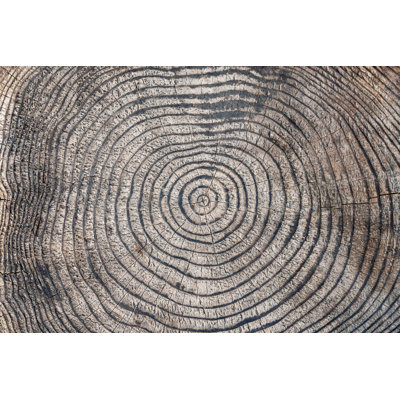 " Tree Rings " by Nigelfrench