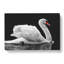 White Swan Swimming - Wrapped Canvas Print-56641711