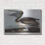  «Brown Pelican» par Stellar Design Studio, art mural en métal, 36 po x 24 po-1344510667