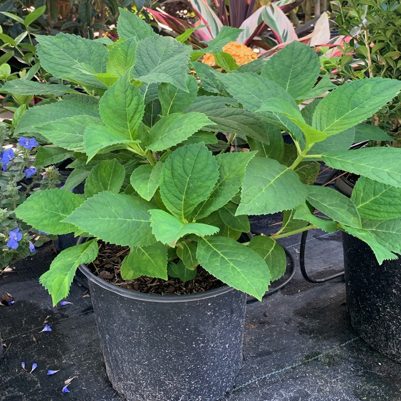OnlinePlantCenter Live Shrub Plant in Nursery Pot