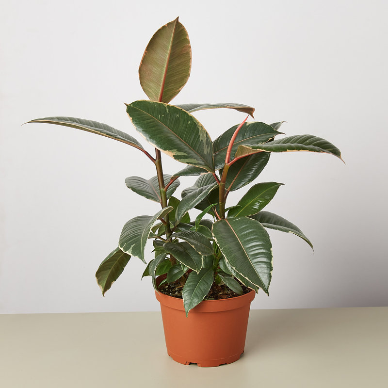 House Plant Shop House Plant Shop Live Ficus Plant