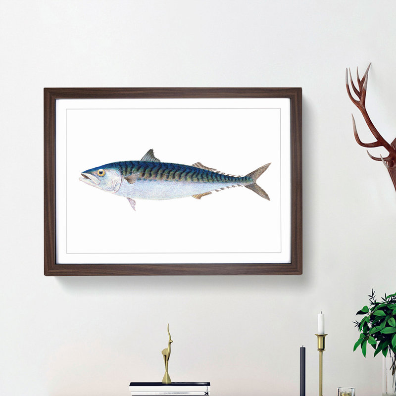 Mackerel Fish by Edward Donovan - Framed Print, 48cm H x 65cm W x 2cm D, Walnut Framed