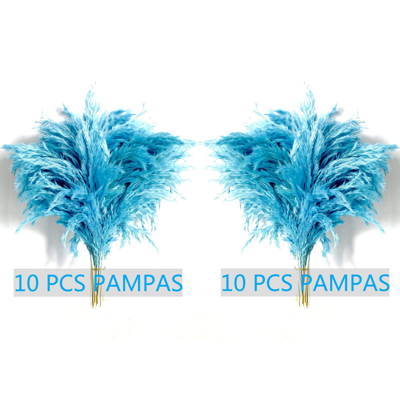 Plante grimpante 17 po Atalaya, 20, Bleu