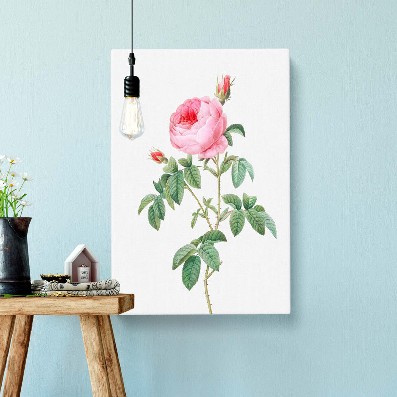 The Pink Cabbage Rose by Pierre-Joseph Redoute - Wrapped Canvas Painting, 50cm H x 35cm W x 3cm D