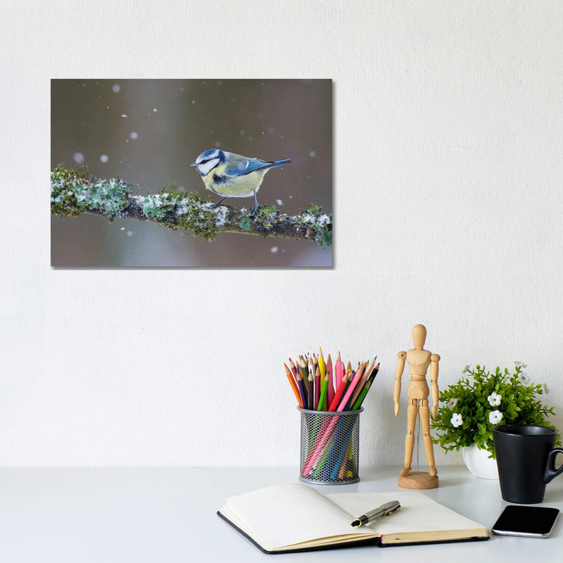 Blue Tit In Winter II by Mateusz Piesiak - Wrapped Canvas Print, 20.32 cm H x 30.48 cm W
