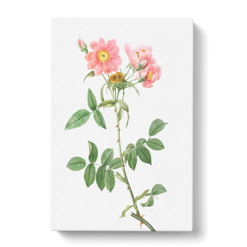 Rose Of Lady Monson by Pierre-Joseph Redoute - Wrapped Canvas Print, 50cm H x 35cm W x 3cm D