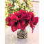 Amaryllis, arrangement floral dans un vase
