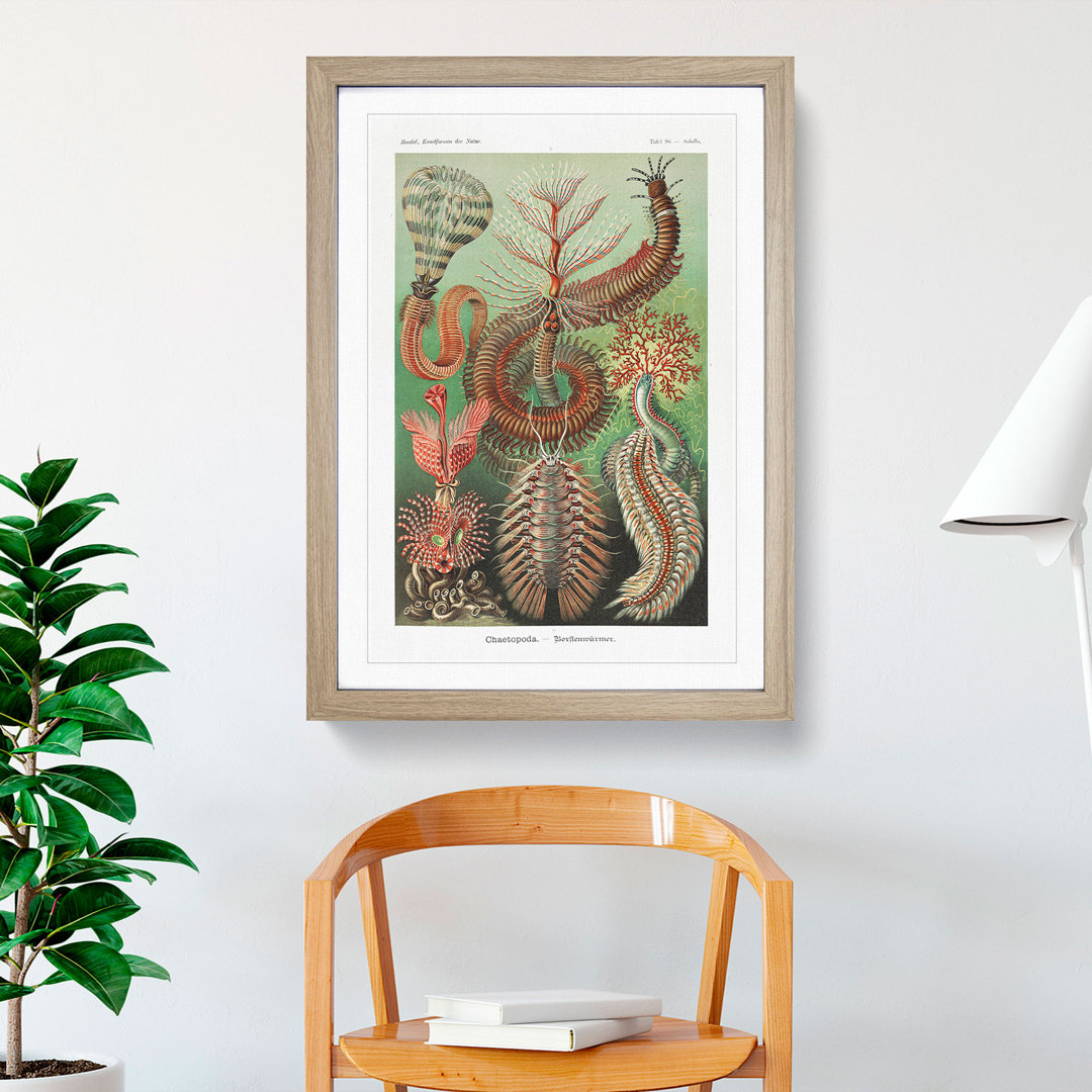 Chaetopoda Worms by Ernst Haeckel - Framed Print