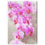 Art mural sur toile Wynwood Studio Floral and Botanical Tropical - Orchidées-1997367553