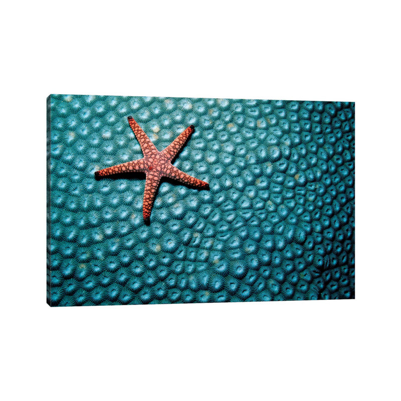 A Fromia Species Sea Star Grazing On A Sponge In The Indo-Pacific Ocean - Wrapped Canvas Print, 20.32 cm H x 30.48 cm W