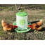 Mangeoire à poulet 13 lb - Vert-122910978-122910974