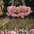 Pink selected