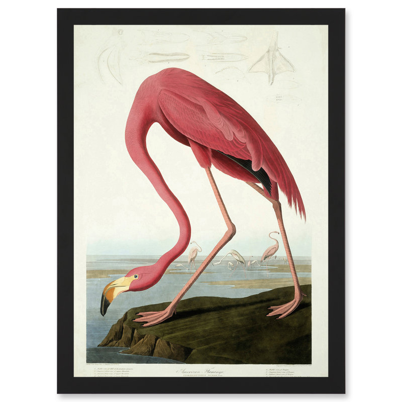 Painting Nature Audubon American Flamingo - Single Picture Frame Art Prints