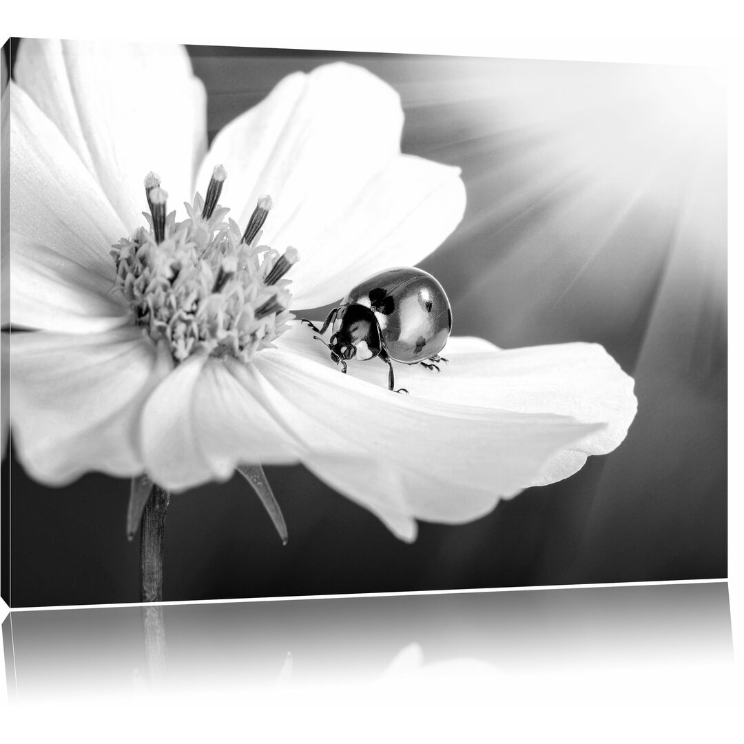 Leinwandbild „Marienkäfer auf einer Blume“, Fotodruck