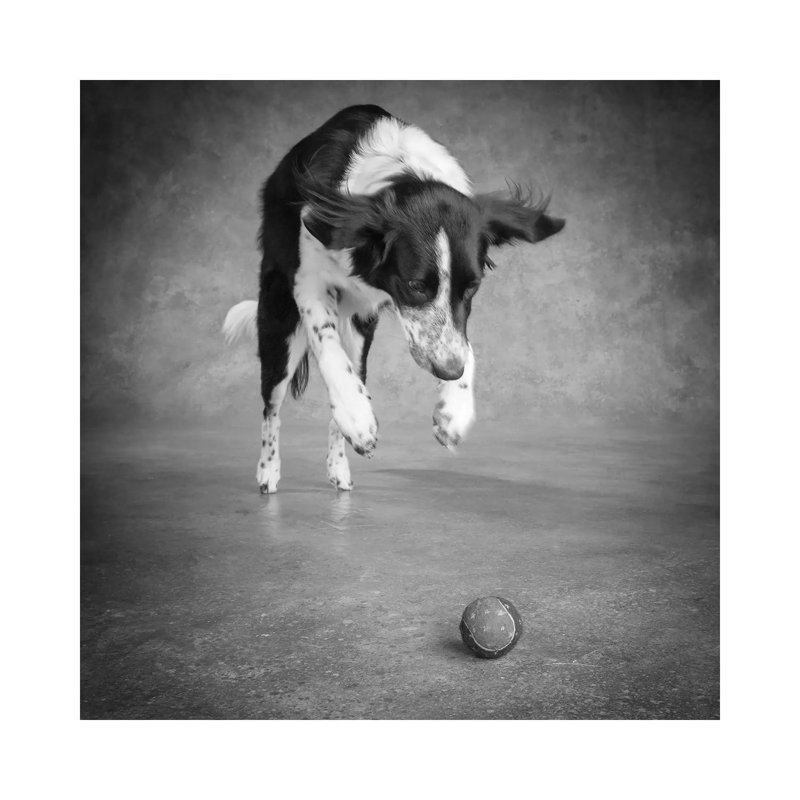 Portrait Of A Border Collie Mix Dog - Wrapped Canvas Print, 93.98 cm H x 93.98 cm W x 3.175 cm D