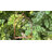 Devos Charm Hummingbird Swing-1211531400