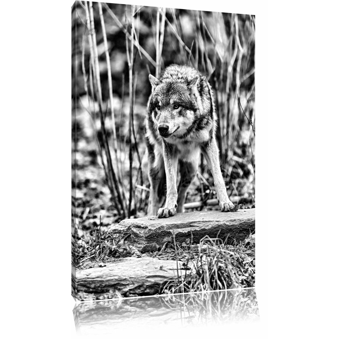 Leinwandbild Lauernder Wolf in Monochrom