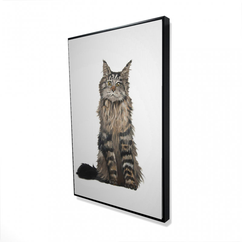 " Maine Coon Cat "