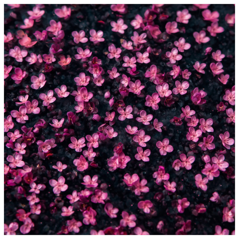 Rideaux de douche roses et minuscules fleurs, 70in W x 72in H