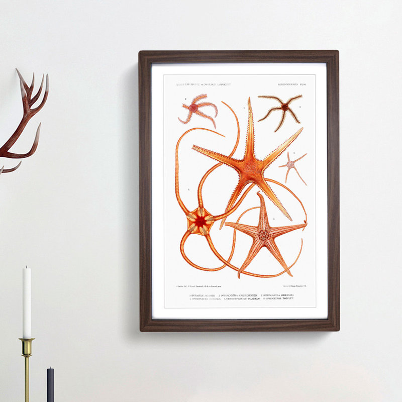 Star Fish Varieties by Albert I - Framed Print, 65cm H x 48cm W x 2cm D, Walnut Framed