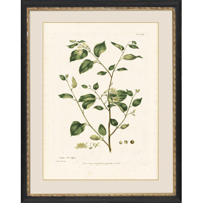 " Styrax " Painting Print