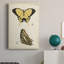 «Butterfly Profile I», peinture sur toile tendue-201932010