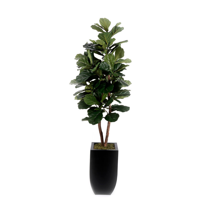 6'H Fiddle Leaf Tree, Real Wood Trunks in Black Tin Pot