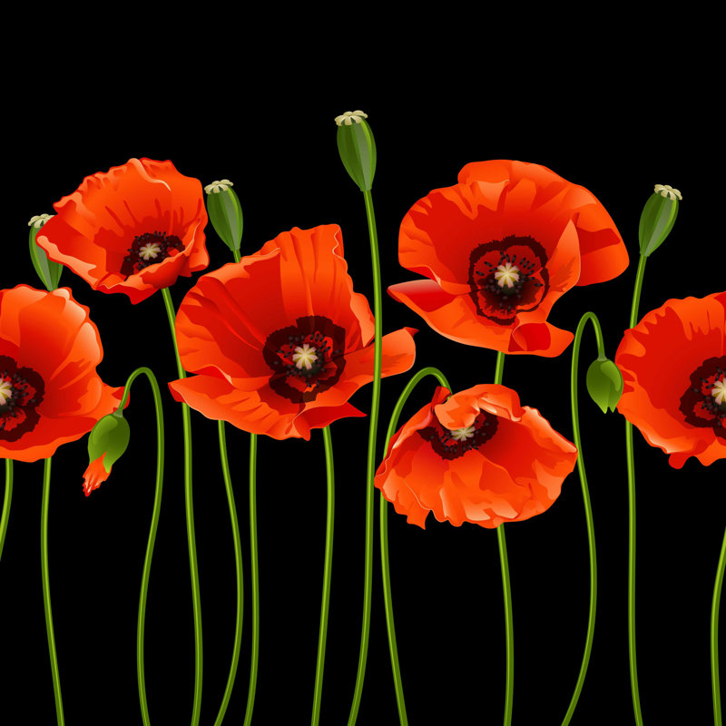 Coquelicots rouges dans une rangée. - Photographie sur toile tendue, H 12 po x l 12 po