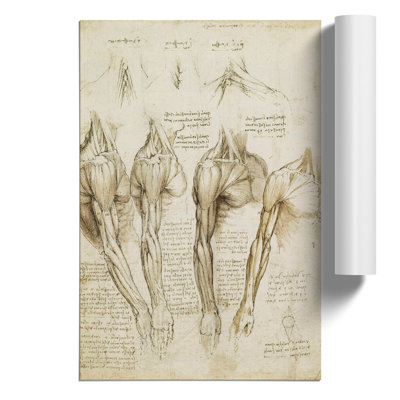 Human Anatomy by Leonardo da Vinci - Frameless Print