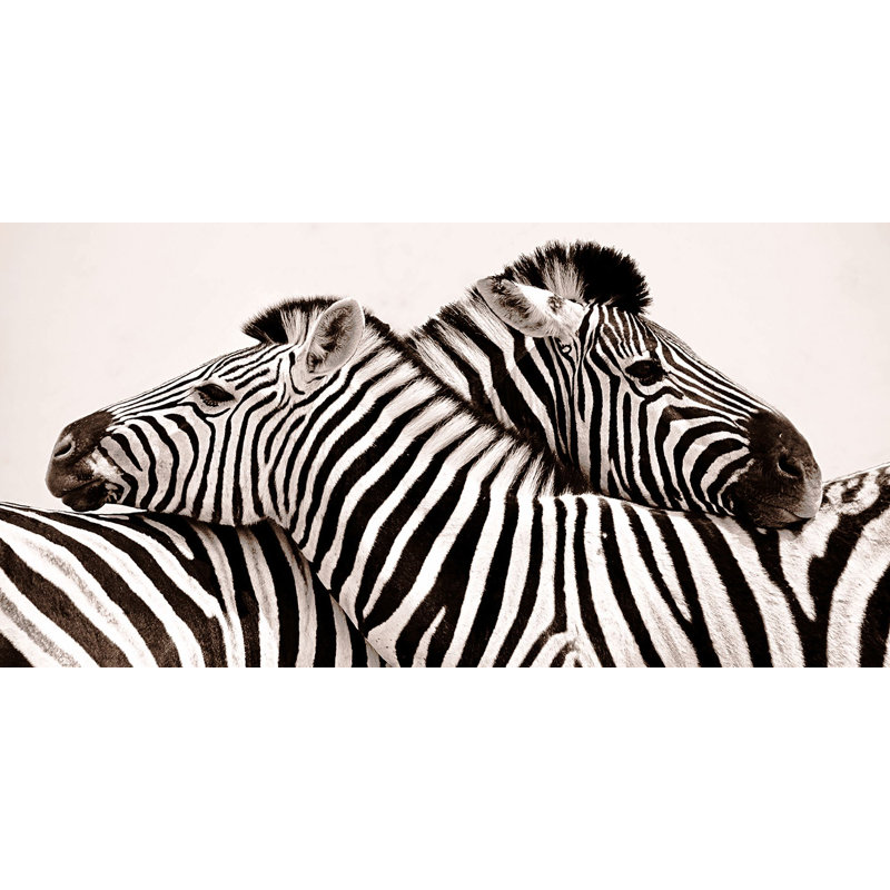 Zebras In Love - Wrapped Canvas Print, 60cm H x 120cm W
