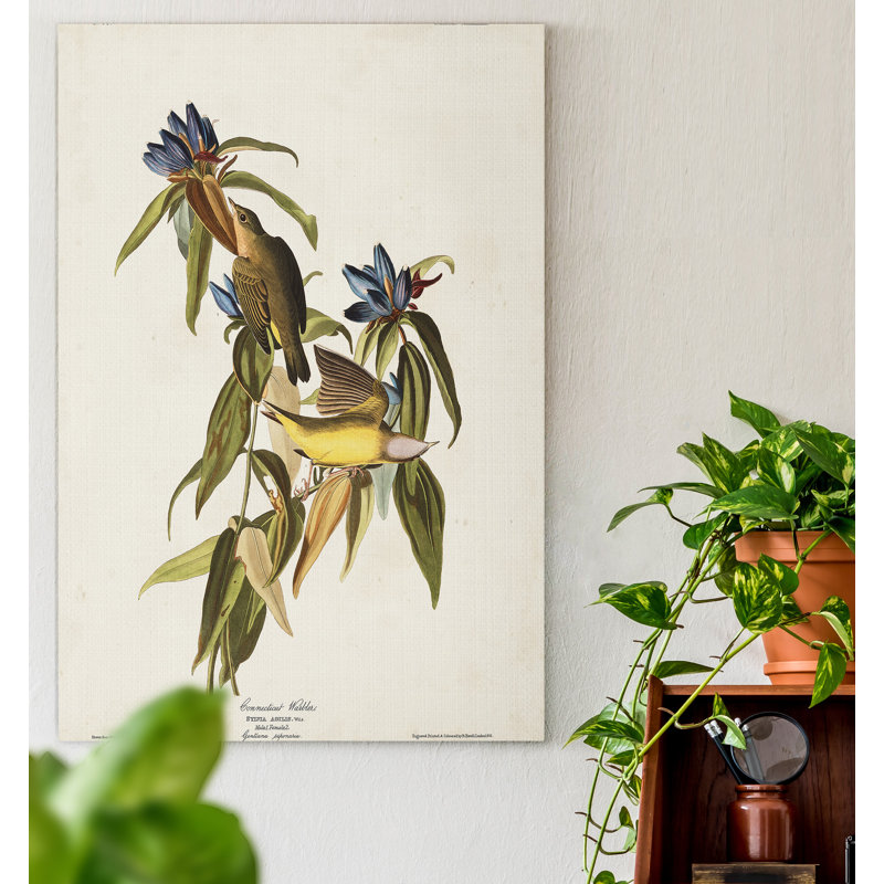 « Pl 138 Connecticut Warbler », reproduction d’art sur toile, H 12 po x l 8 po x P 1 po