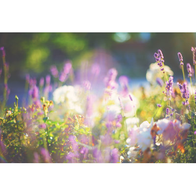 Lavande et roses par Rike