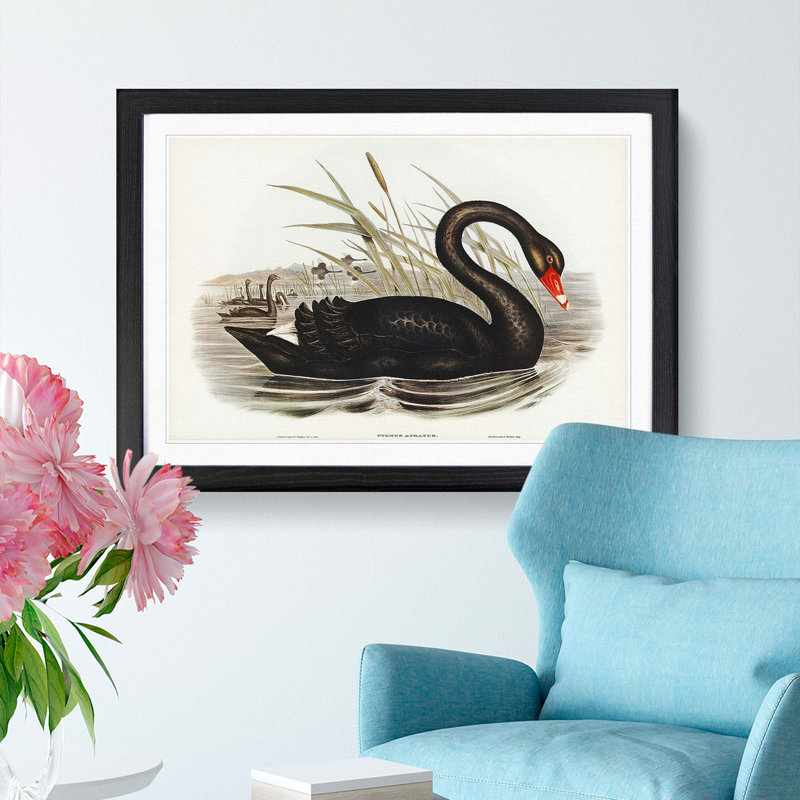 Black Swan by Elizabeth Gould - Picture Frame Art Print, Black Framed, 36cm H x 48cm W x 2cm D