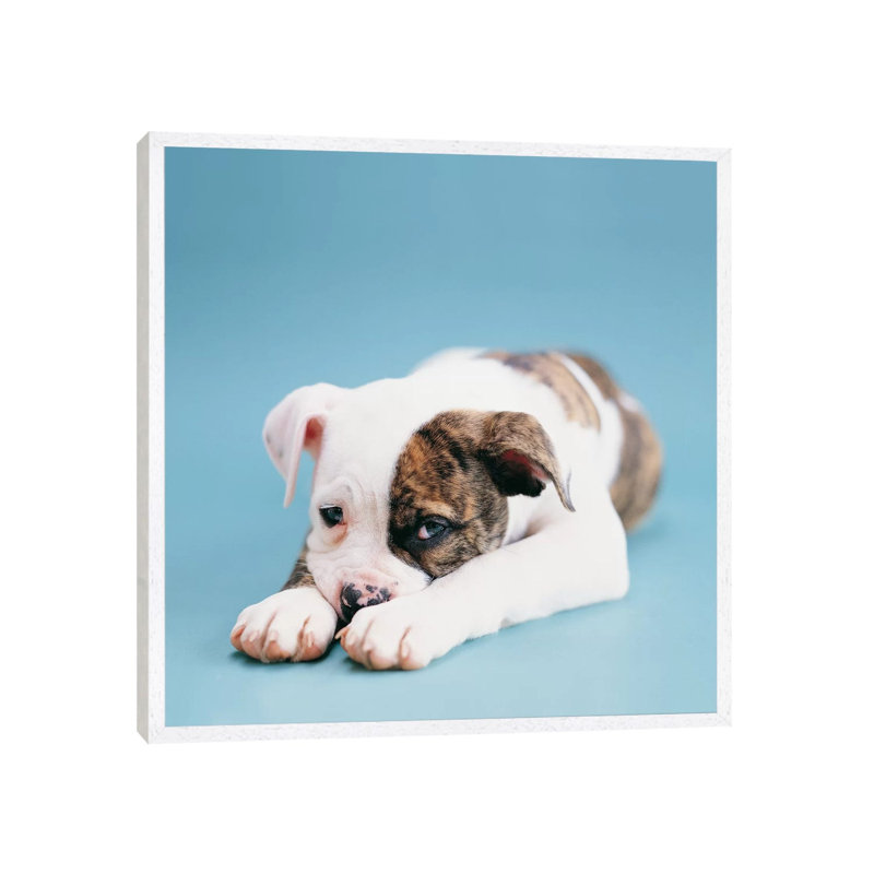 Shadow by Rachael Hale - Print on Canvas, White Framed, 93.98 cm H x 93.98 cm W