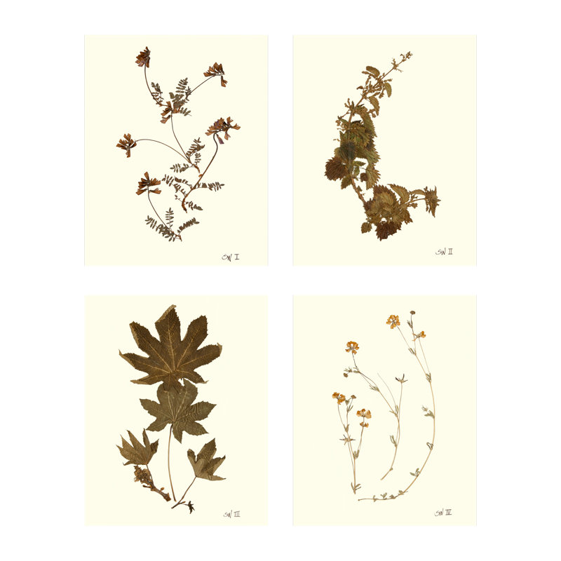 Antique Pressed Botanical Print by Sandy Whitaker