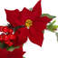 150cm Faux Poinsettia Garland