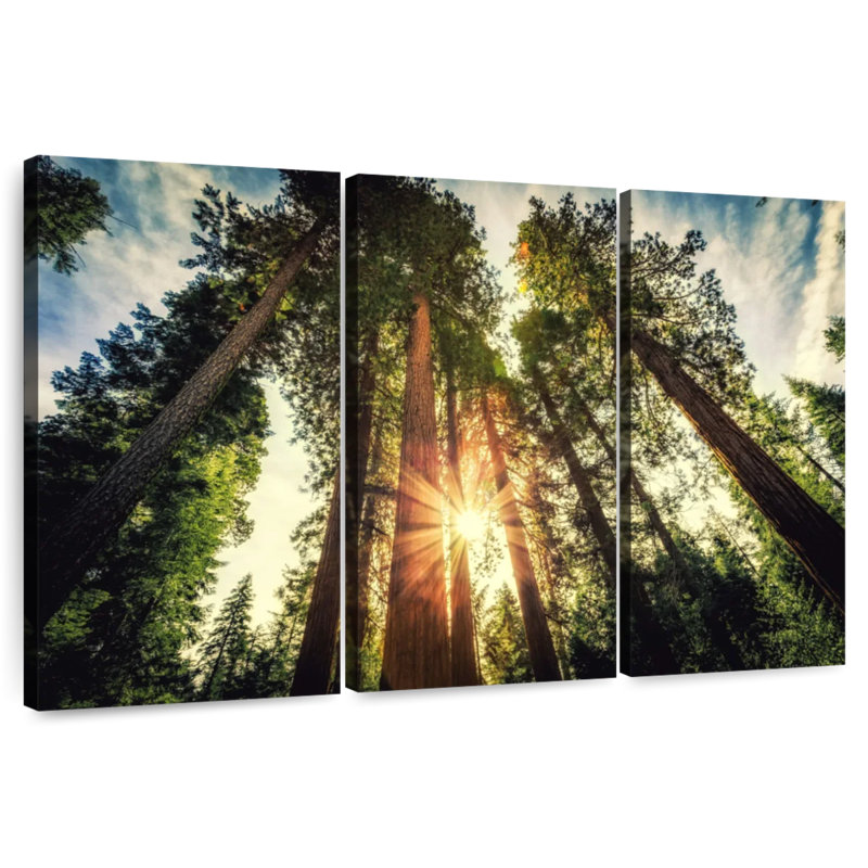 Coucher de soleil sur les arbres Harnek, H 20 po x l 33 po
