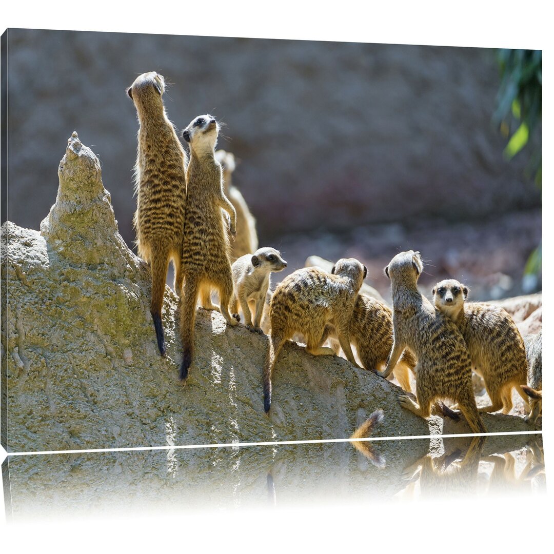 Leinwandbild Große Erdmännchen Familie