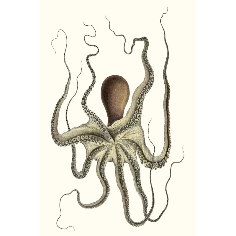 Antique Octopus Collection I - Print, 122cm H x 81cm W, Black Floater Framed