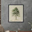 Cedar Print-1512797323