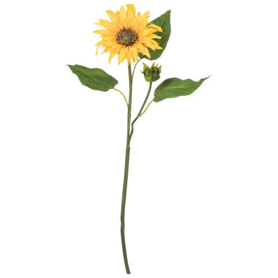 Tiges de tournesol