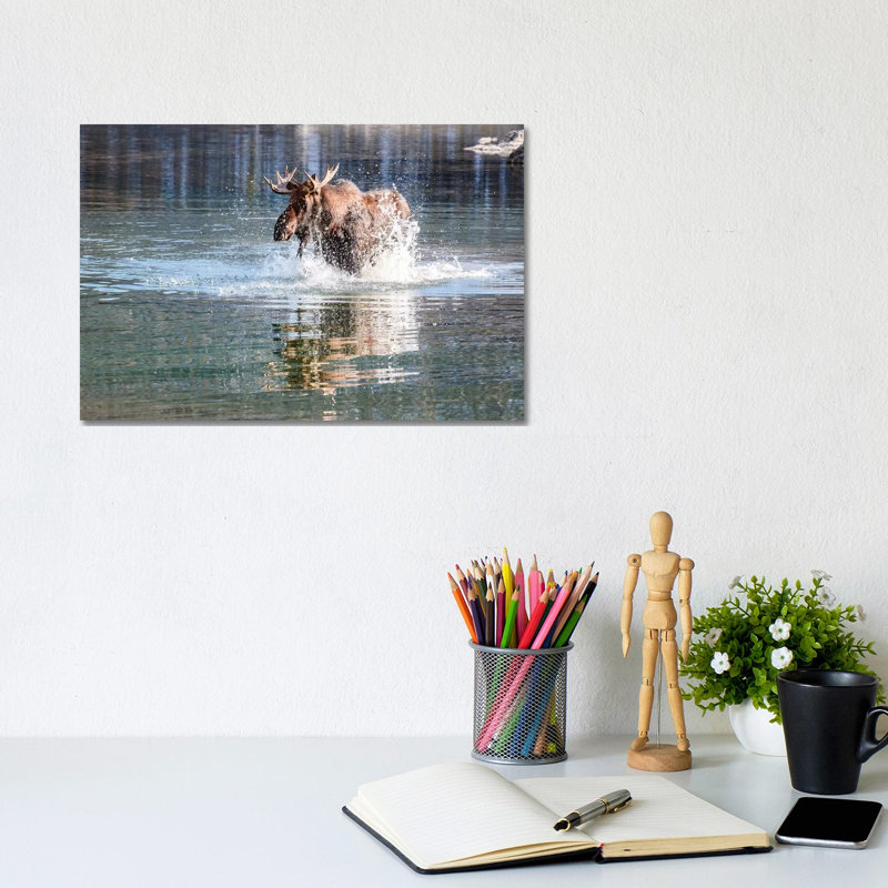 Moose Crossing by Matteo Colombo - Wrapped Canvas Print, 20.32 cm H x 30.48 cm W