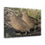 «Quail Couple Quail Couple», reproduction d'art mural-66937208