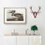A Brown Pelican by John Audubon - Framed Print-55457814-55457816