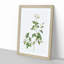 Sweetbriar Rose in White by Pierre-Joseph Redoute - Picture Frame Art Prints-55616771-55616772