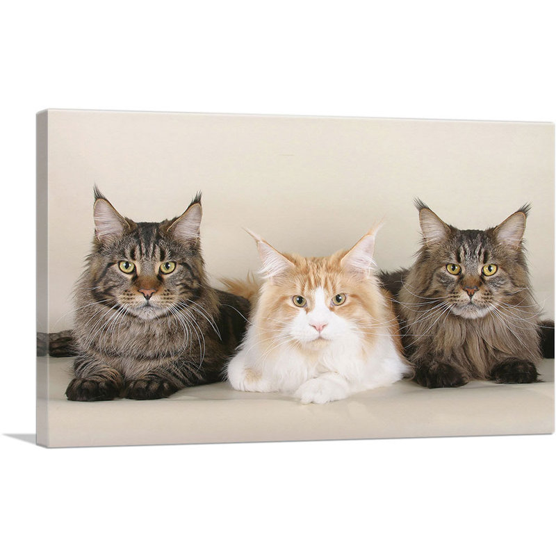 Maine Coon Cats - Reproduction de photo sur toile tendue, H 12 po x l 18 po x P 0,75 po