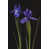 Black Floater Framed selected