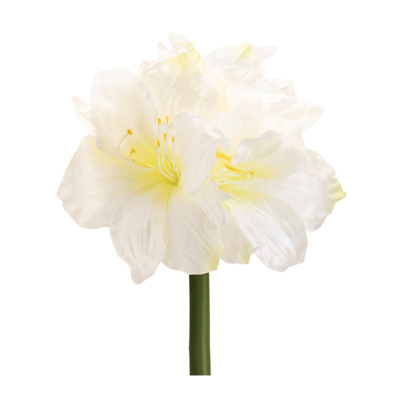 Amaryllis Elegance